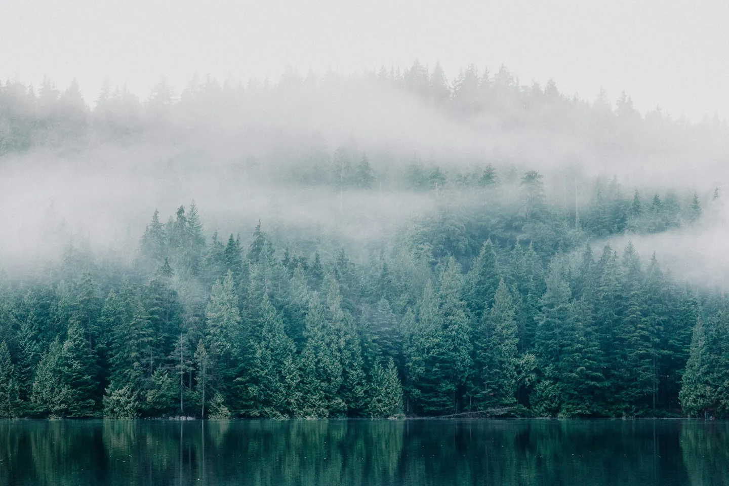 Floresta verde refletida em um lago sob uma camada delicada de neblina