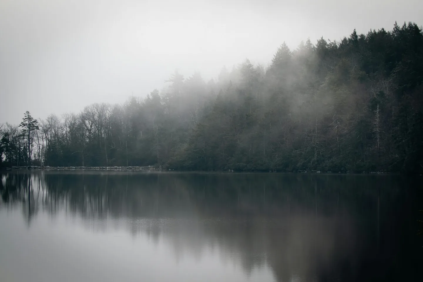 Lago tranquilo com reflexo da floresta e neblina suave